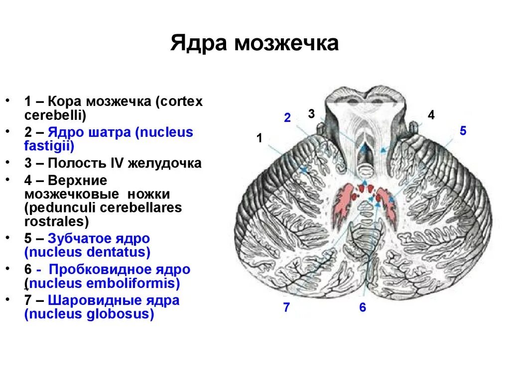 Ядра мозжечка