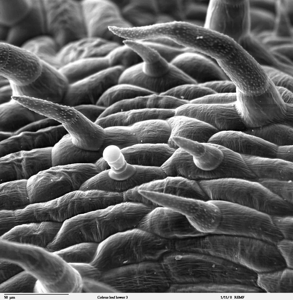 Фото листьев под микроскопом biocanvas Microscopic photography, Micro photography, Patterns in nature