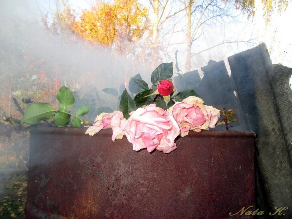 Умирающие розы песня. Розы в тумане осень. Бочаров розы.