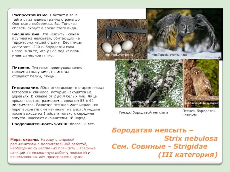 Почему некоторые ястребы гнездятся в городах. Почему некоторые ястребы гнездятся в городах