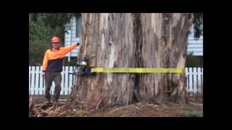 Технология спиливания деревьев. Как пилить упавшее дерево. Технология валки леса бензопилой. Аварийные деревья. Как пилить упавшее дерево.