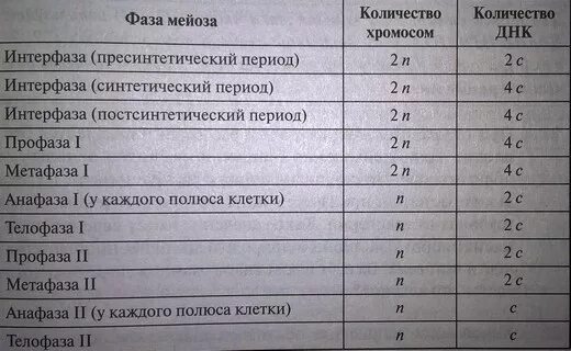 Сколько хромосом в телофазе 2 мейоза