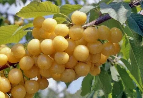 Черешня рондо описание сорта