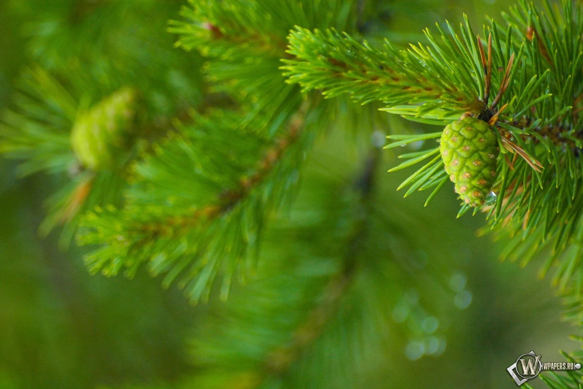зеленый кедр. шишка сосны pinus lambertiana. зеленая шишка кедра. зеленая шишка кедра. елка с шишками, 210 см.