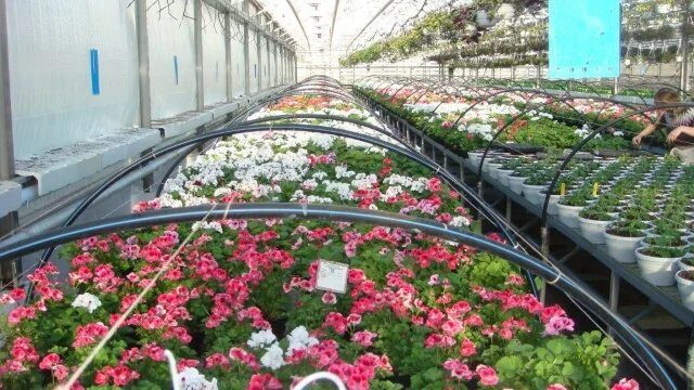 Лазаревское саженцы. Цветочные магазины в лазаревском. Магазин рассады. Лазаревское саженцы. Лазаревское саженцы.