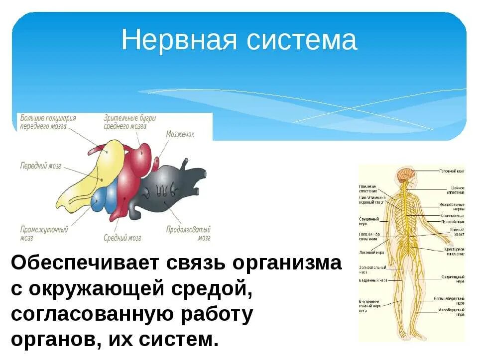 Как нервная система регулирует работу органов биология. Система органов человека нервная система. Органы нервной системы и их функции. Строение и функции органов нервной системы. Органы нервной системы животных.