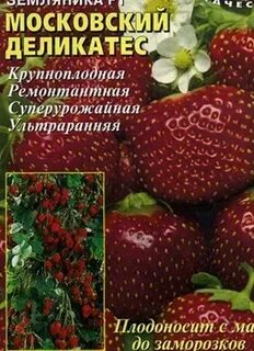 Московский деликатес описание сорта фото отзывы клубника