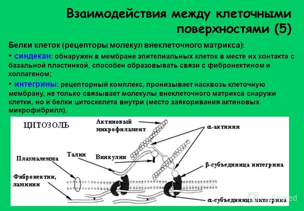 характеристика взаимодействия клеток