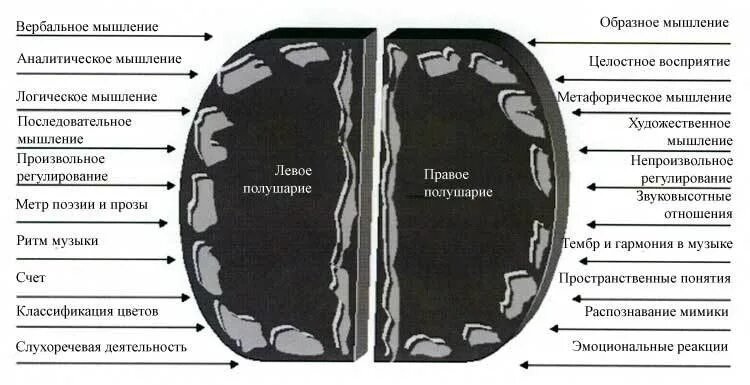 Особенности правого полушария. Функции правого и левого полушария. Межполушарная асимметрия и психические процессы. Особенности правого полушария. Левое полушарие мозга функции.