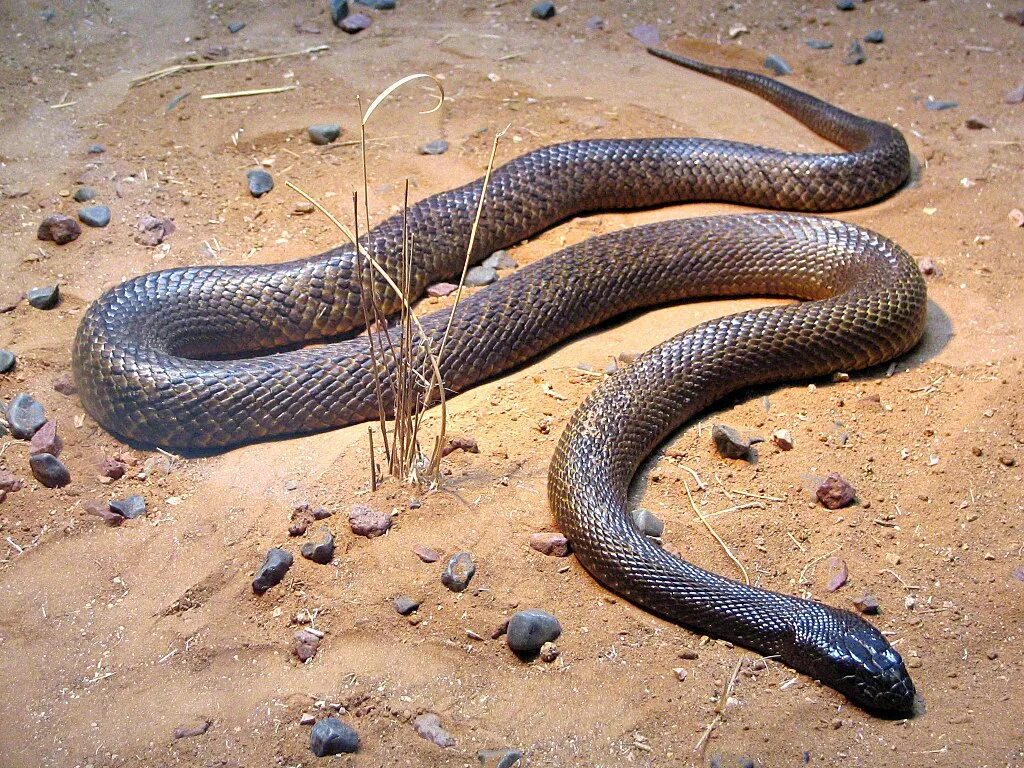 Самые ядовитые змеи фото. Внутриматериковый Тайпан. Тайпан Маккоя. Австралийский Тайпан. Австралийский Тайпан змея.