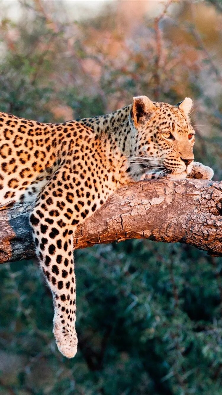 Леопард гепард ягуар. Леопард в джунглях. Леопард фото. Леопард на солнце. Леопард.