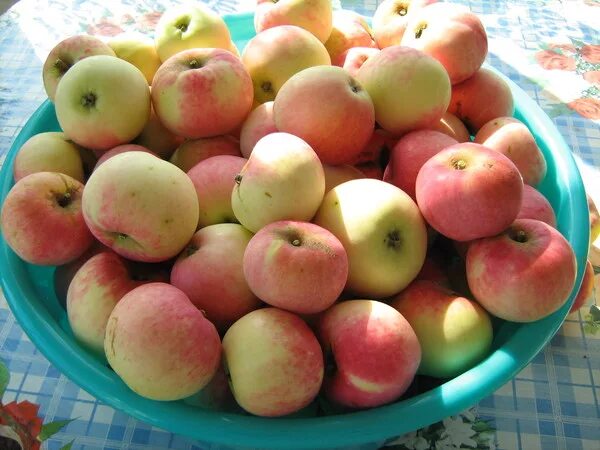Самые ранние яблоки. Яблоко сорт Ренуар. Сорт яблони РОСФИРМ. Сладкие сорта яблок. Ранние сорта яблок.