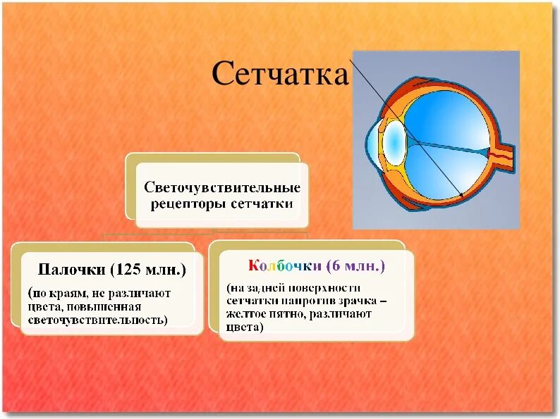 Желтое пятно на сетчатке глаза. Желтое пятно сетчатки составляют клетки. Жёлтое пятно глаза функции. Жёлтое пятно глаза рецепторы.