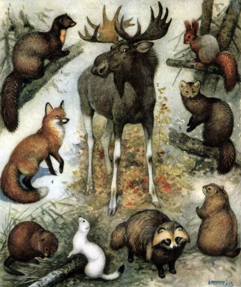 Лосем и куницей. Лосей, Волков, медведей, лисиц, Зайцев, белок.. Лесные обитатели. Жители леса. Лесные жители.