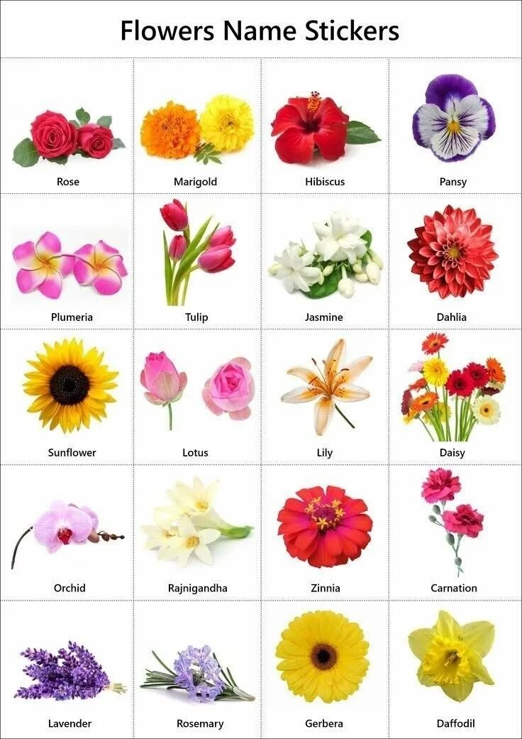 Цветы названия. Виды цветов. Цветы разные виды названия. Названия цветов растений.