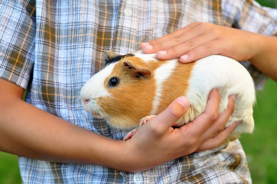 Ютуб домашнее животное. Морские свинки. Морская Свинка короткошерстная. Cavia для морских свинок. Свинка морская Свинка.