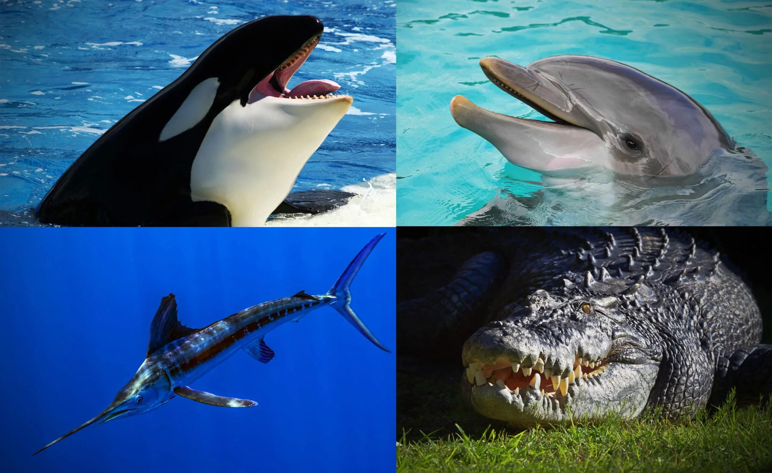 Гринлэнд шарк. Акула и дельфин. Акулы в баренцевом море. Враги акулы. Враги акул.