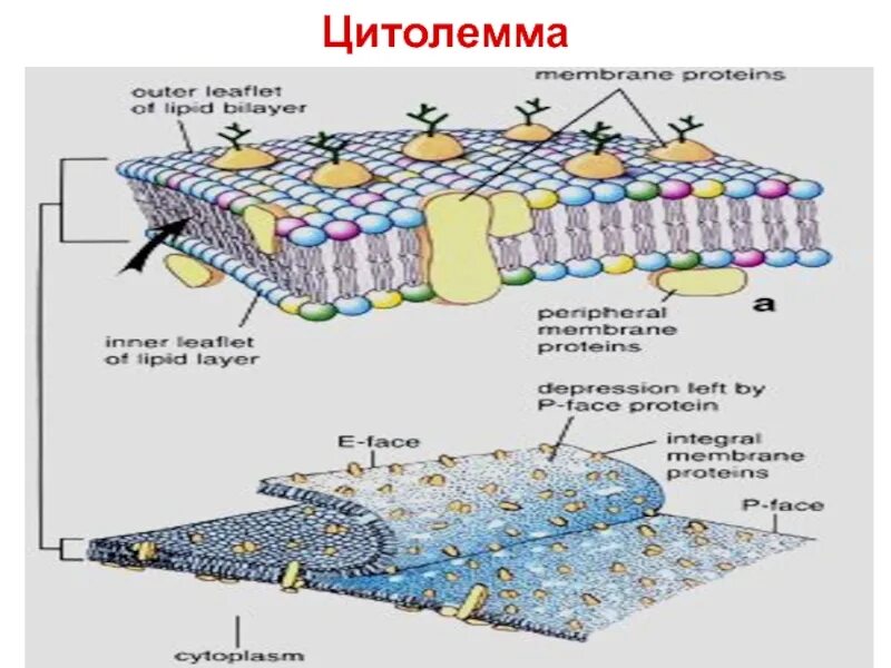 Плазмолемма гистология. Плазматическая мембрана и плазмолемма. Строение клеточной мембраны плазмолеммы. Строение мембраны клетки гистология. Функции плазмолеммы гистология.