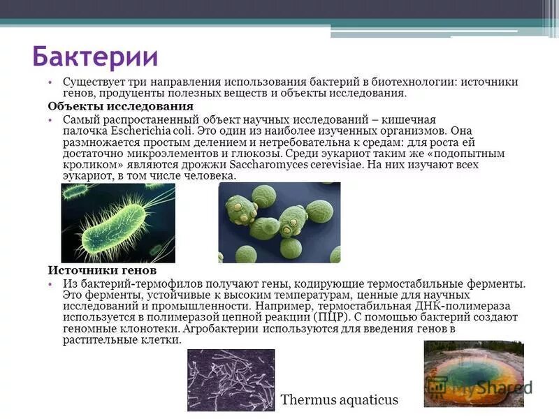 Бактерии и вирусы в биотехнологиях. Биотехнология микроорганизмов. Бактерии в биотехнологии. Бактерии используют.