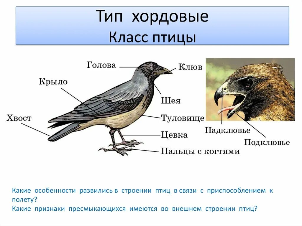 Покровы птиц кратко. Тип Хордовые класс птицы. Характеристика строения птиц. Строение птицы. Класс птицы строение.