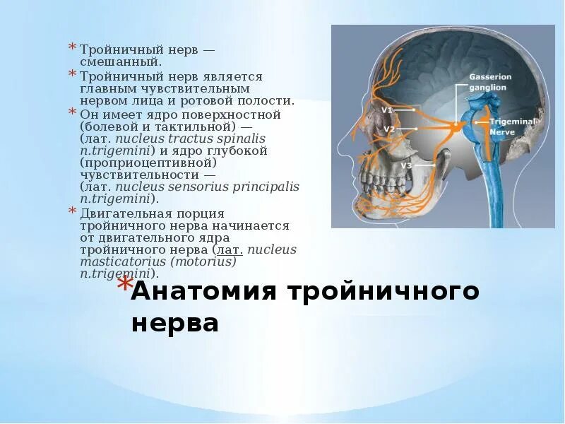 Повреждение тройничного. Тройничный мозговой нерв. Структурные элементы тройничного нерва. Невралгия тройничного нерва анатомия. Тройничный нерв анатомия функции.
