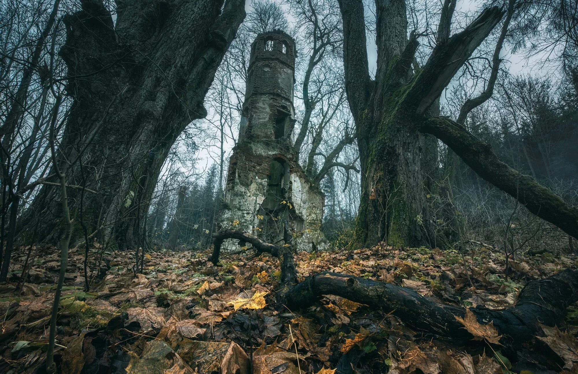 Руины в лесу. Затерянный город в джунглях амазонки. Уистманский лес англия. Лавкрафт катакомбы город. Руины в чаще.