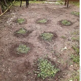Косим клевер
