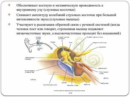 Колебание слуховых косточек