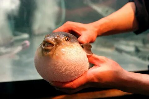 Does it eat fish