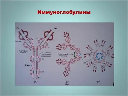 Иммуноглобулины a