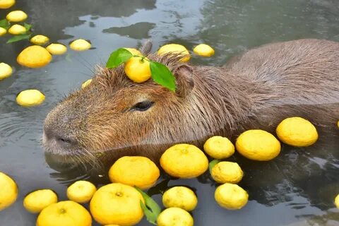 Капибара с мандаринкой