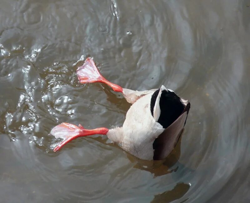 Нюанс цитаты. Уходя с работы приколы. Гусь ныряет. С головой окунается в работу. С первым рабочим днем в новом году прикольные.