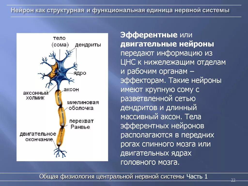 Осуществляет связь между нейронами какой нейрон. Эфферентный Нейрон строение. Нейрон структурная и функциональная единица нервной системы. Нейрон ЦНС строение. Нейроны центральной нервной системы.