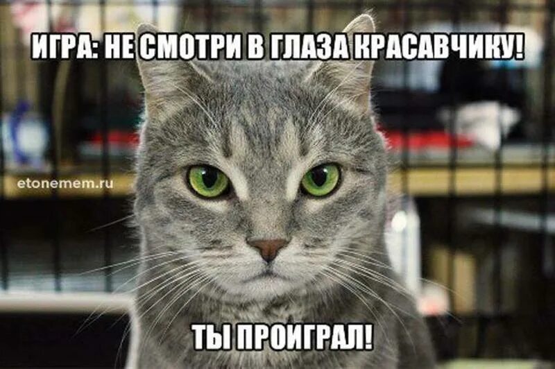 Включи я то самое. Иди обниму. Удивленный кот. Улучшение лучшего мем. Мем антося ты девочка.