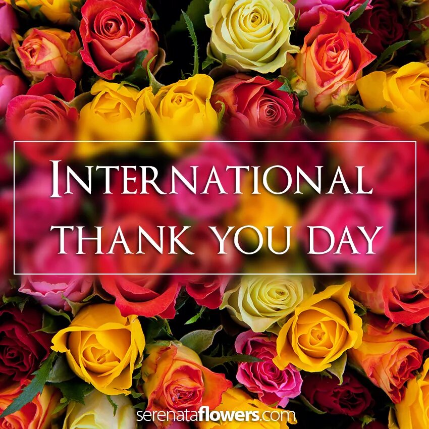 Thank you date. Международный день «спасибо» (international thank you day). happy international thank you day. national thank you day. happy thank you day.