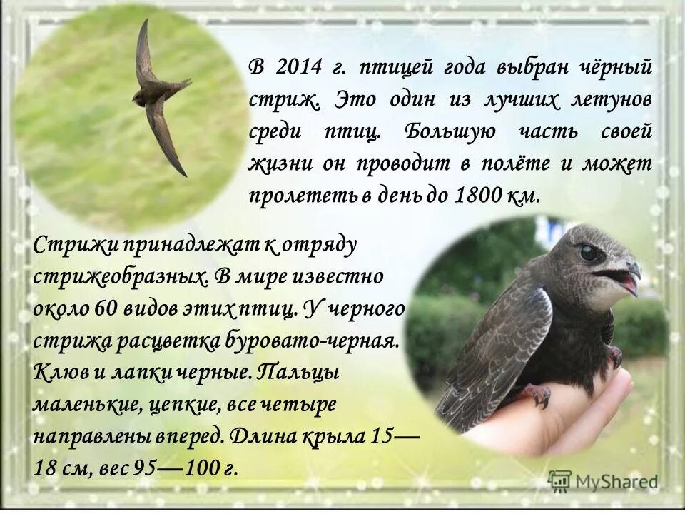 Информация о стрижах 4 класс кратко. Факты о стрижах. сообщение о стрижах. стриж птица.
