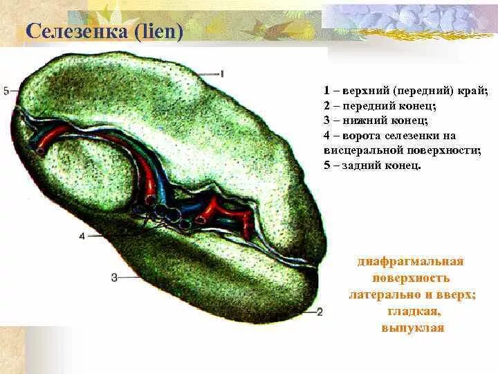 Передний верхний край. Поверхности селезенки анатомия. Диафрагмальная поверхность селезенки анатомия. Нижний полюс селезенки анатомия. Висцеральная поверхность селезенки.