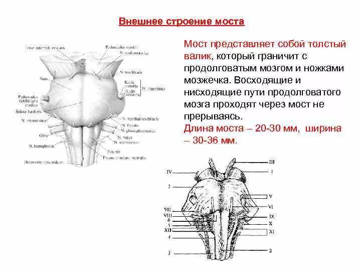 Части моста мозга. Варолиев мост внешнее и внутреннее строение. Варолиев мост внутреннее строение. Продолговатый мозг строение задняя поверхность. Варолиев мост строение анатомия.