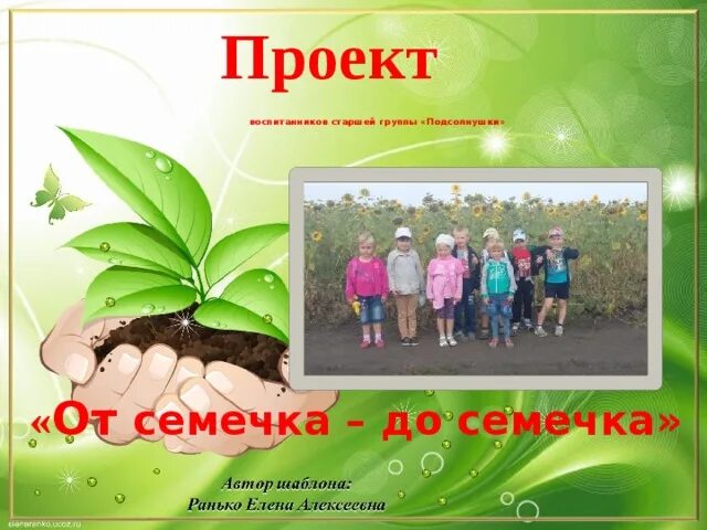 Проект семечко. Эксперимент росток фасоли. Проращивание семян для детей. Прорастание семян. Опыт с посадкой фасоли.