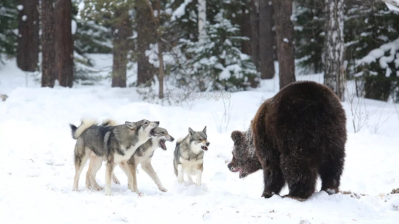 Волк против медведя. Западно Сибирские лайки на охоте на медведя. Западно Сибирская лайка медведь. Стая Волков в тайге.