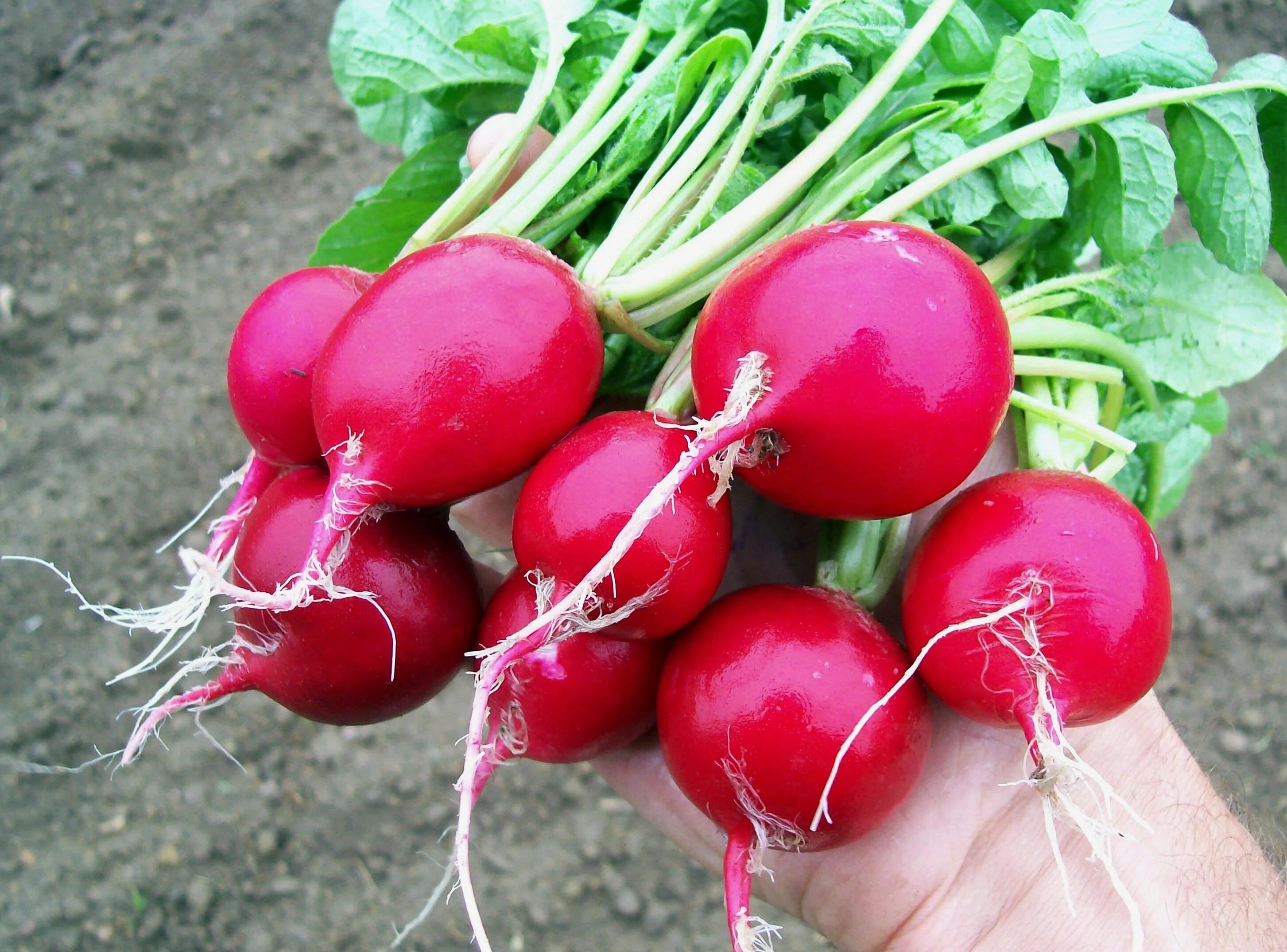 В какое время созревает редис. Radish редька. редис королева марго. редиска геншин. редис пучок.