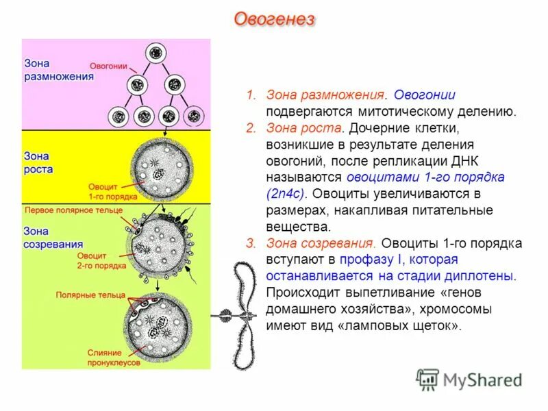 Первичные мужские половые клетки. Распределение органелл при созревании овоцита схема. Строение яйцеклетки овоцит 1. Овогенез овоцит 1 порядка. Овогенез строение яйцеклетки.