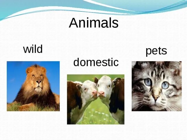 Животные урок 5 класс
