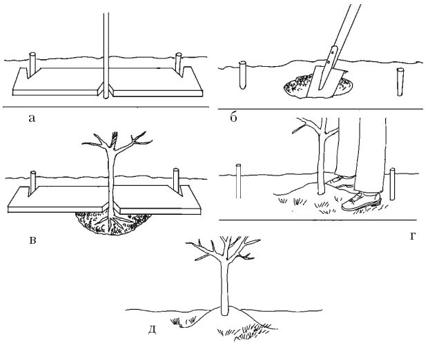Посадка крупномерных деревьев схема. Технология посадки крупномеров схема. Саженцы яблони ЗКС. Подготовка посадочных ям для деревьев и кустарников.