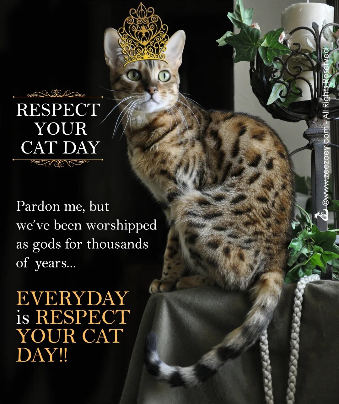 Уважение кошки. Respect your Cat Day. День уважения кошки. День уважения кошки (respect your Cat Day).