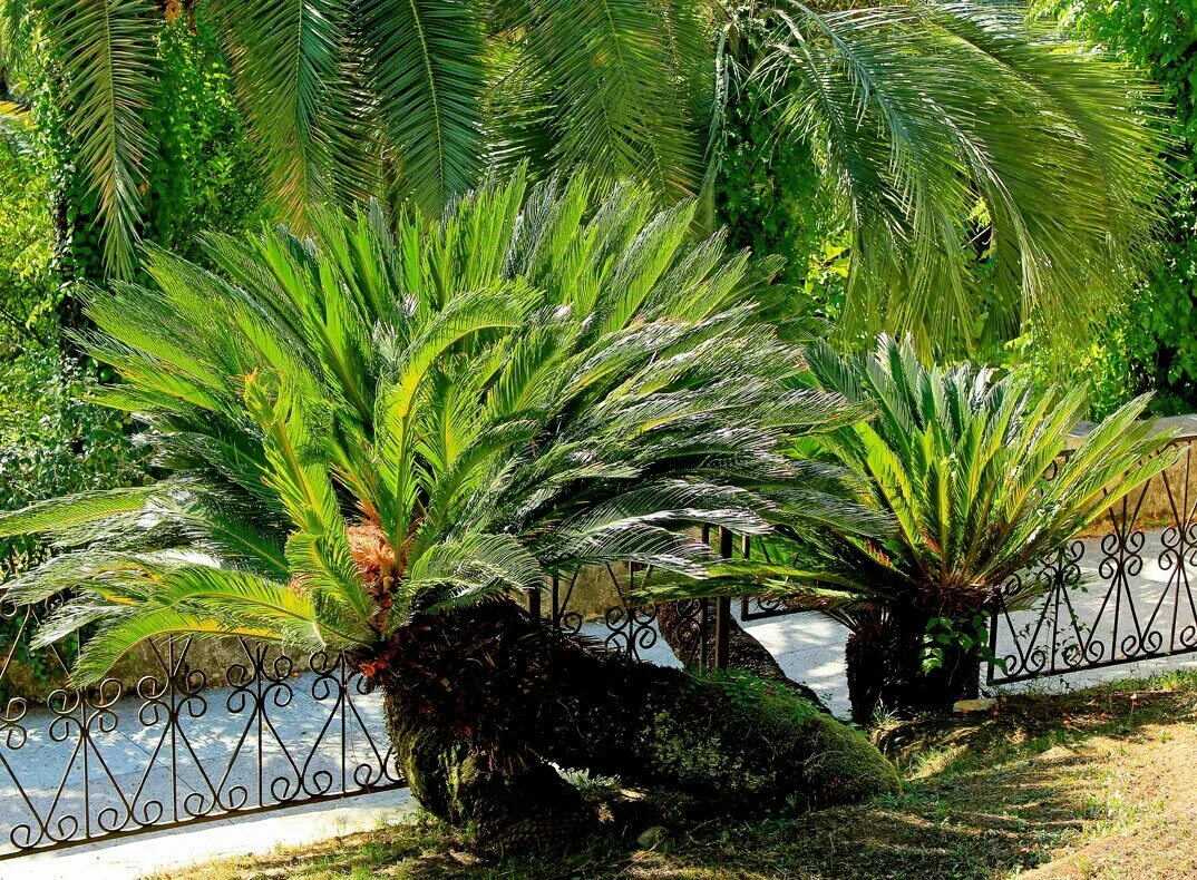 В какой природной зоне растет пальма. Саговые пальмы. Пальмы в Абхазии название. Саговниковидные. Пальмы в Самаре.