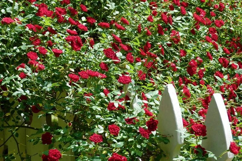 Red Cascade ( MOORcap ) / Ralph S. Moore 1976 - roses - rosiers - rosas - роз - 