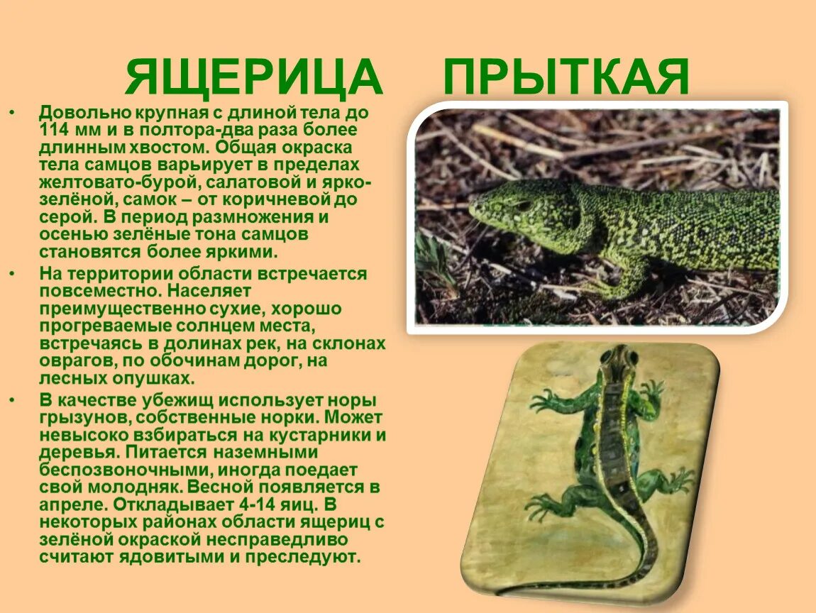 Комодский варан рассказ. История ящериц. История ящериц. Байкальский заповедник живородящая ящерица. Прыткая ящерица охотится.