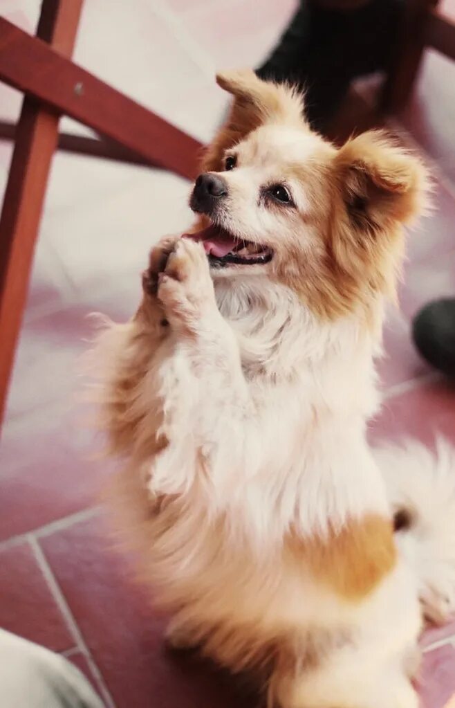 Команда служить для собак. Собачка на задних лапках. Собака выполняет команды. Команда зайка для собак. Служи пес.