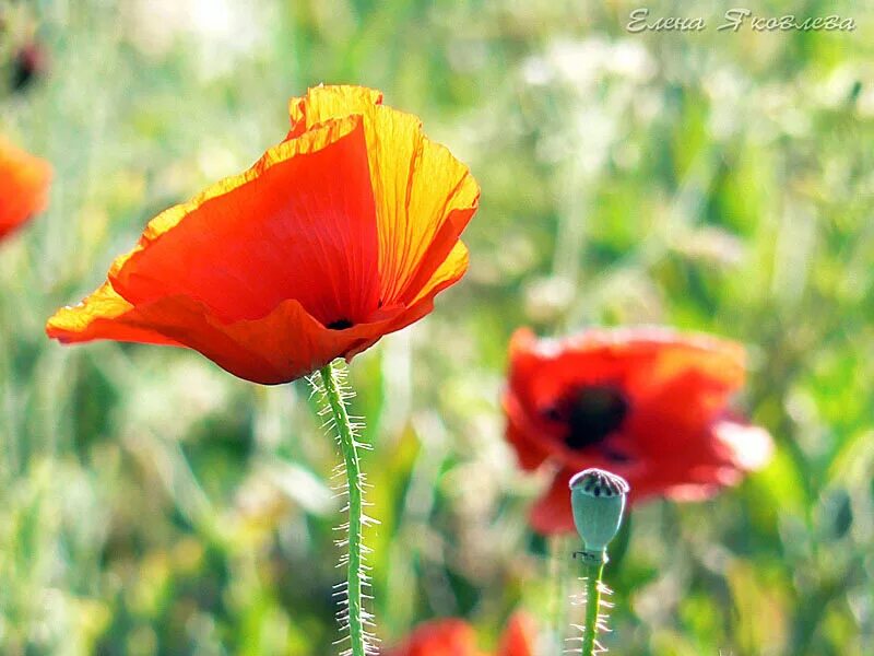 10 про мак. Мак для презентации. Маки описание. Мак макро. Мак.